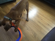 Rocco the Rhodesian Ridgeback 13