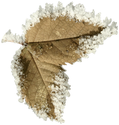 BC-Charlizes-Winter-103