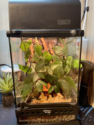 Terrarium Blätter