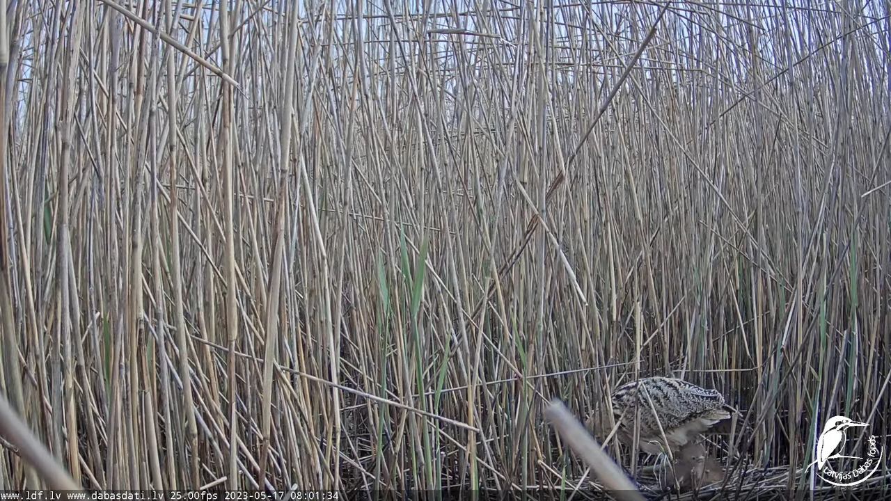 Lielais dumpis (Botaurus stellaris) Engurē - LDF tiešraide 9-35-29 screenshot