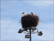 Ferragudo-storks (1)