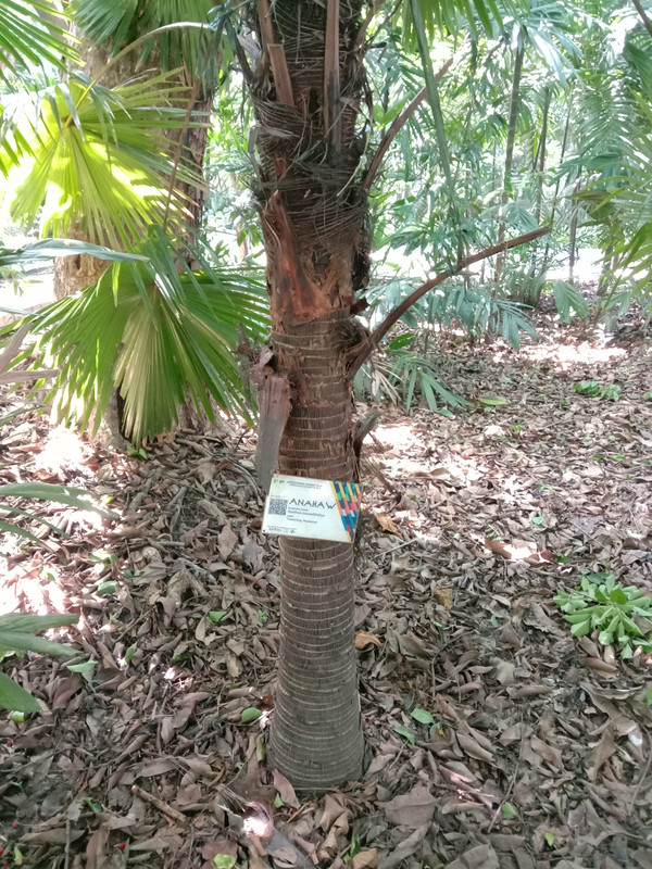 Arroceros Forest Park Manila Bagras20260715 141732