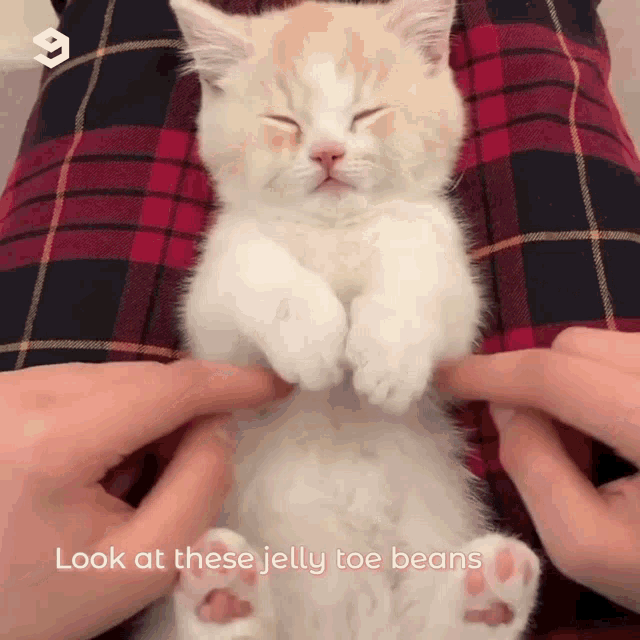 meow-meow-y-m-o.gif