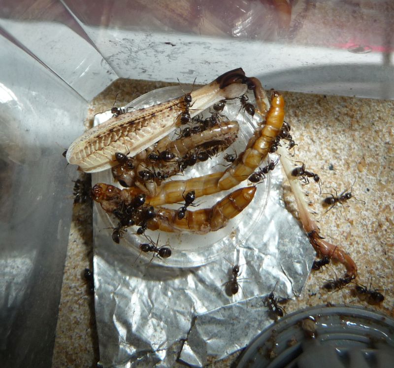 0308-Lasius1.jpg
