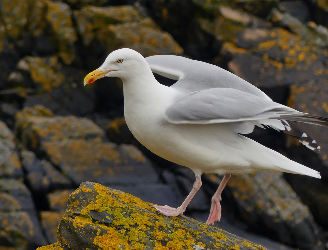 HERRING GULL 5 080724