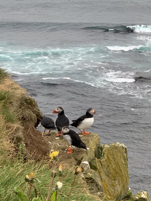 DIA 11 JULIO/22 DESTINO LATRABJARG A VER FRAILECILLOS - Islandia, 17 días..."sin sus noches" Julio 2022 (14)