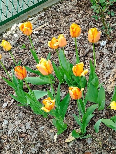Obrazek