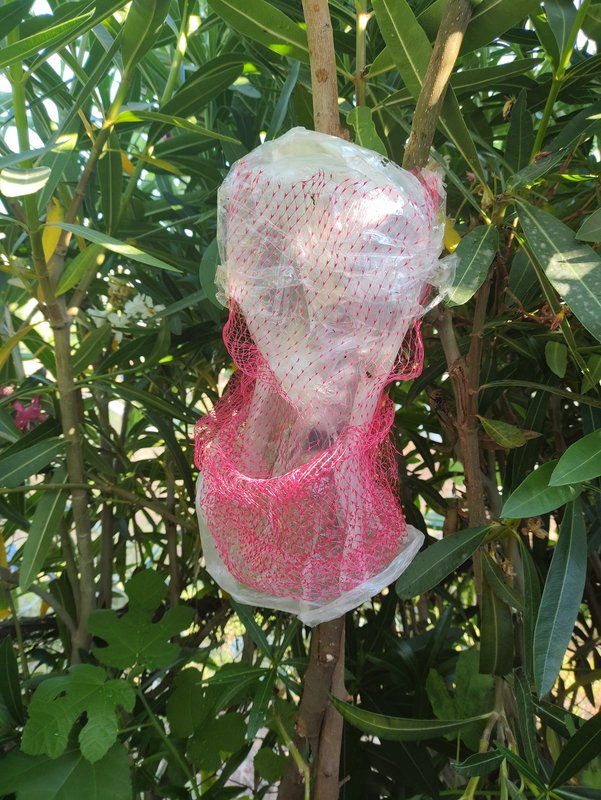 IMG_20230709_081758169