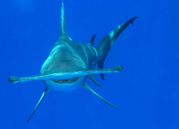 hammerhead-sharks-pictures1