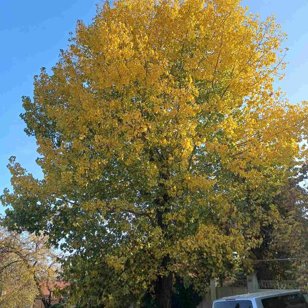 изображение viber 2025 11 06 10 38 57 392