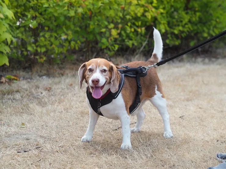 Pet Safety Harness
