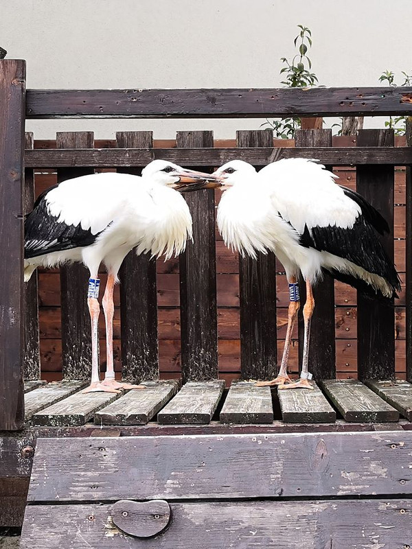 Ságvári és zámolyi kisgólyák1