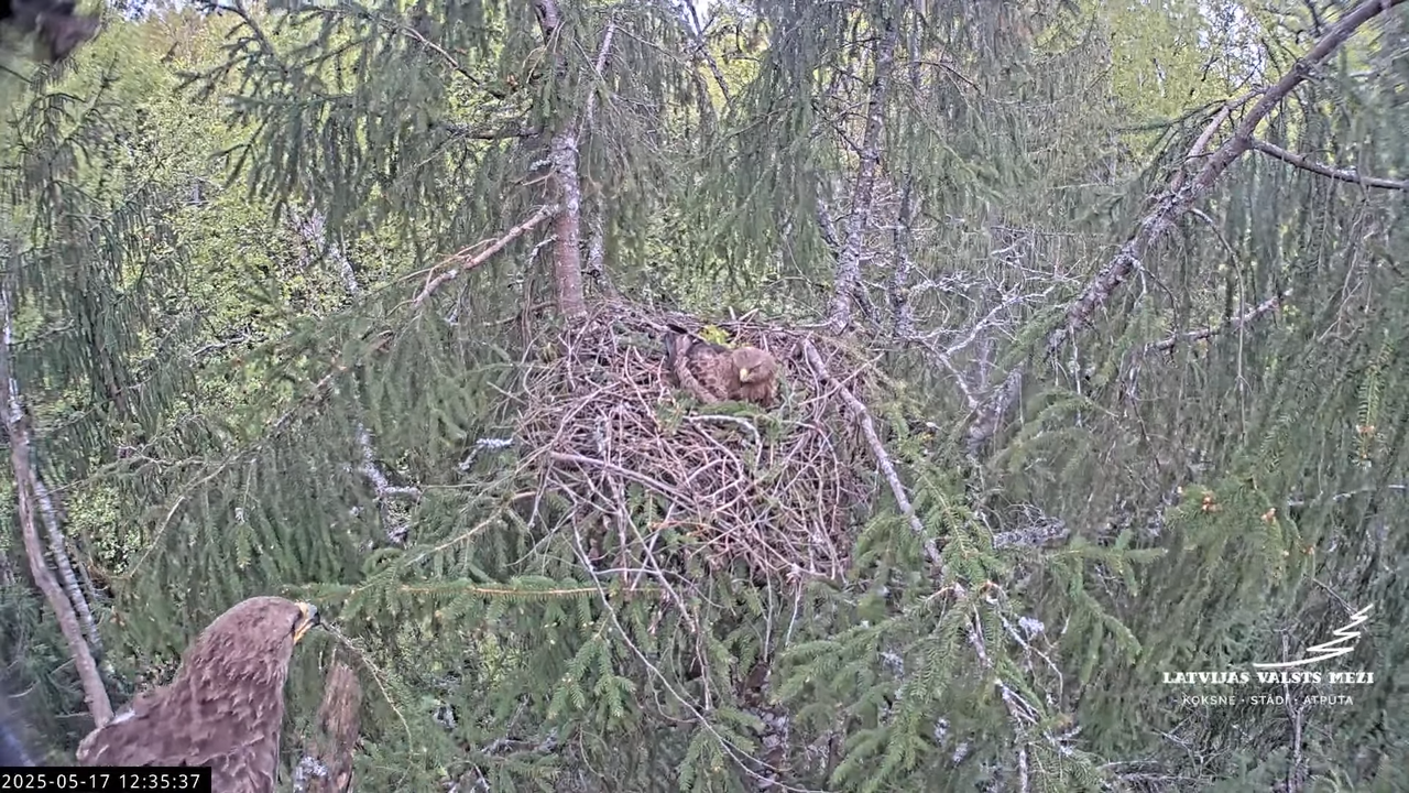 LVM mazais ērglis Lisiņa, egle2 – Lesser Spotted Eagle 12-59-37 screenshot