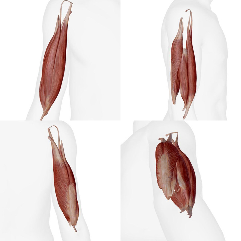 Articulations du Pied