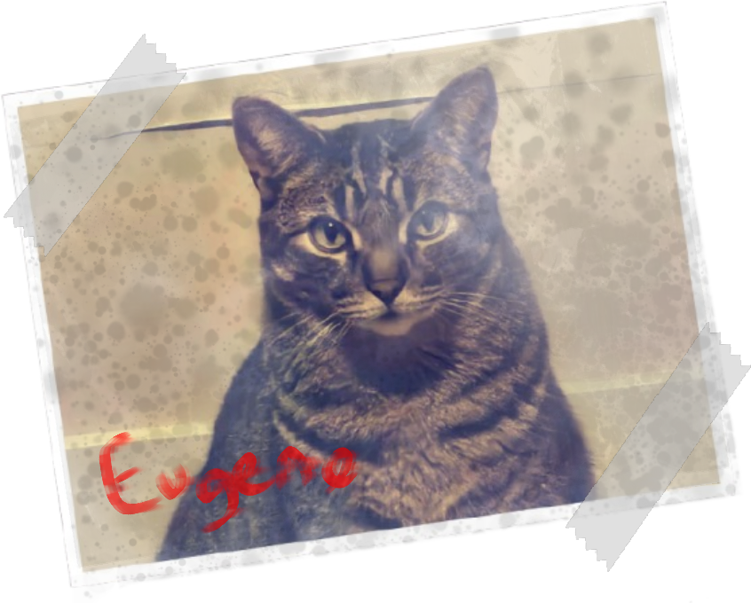 MyCat