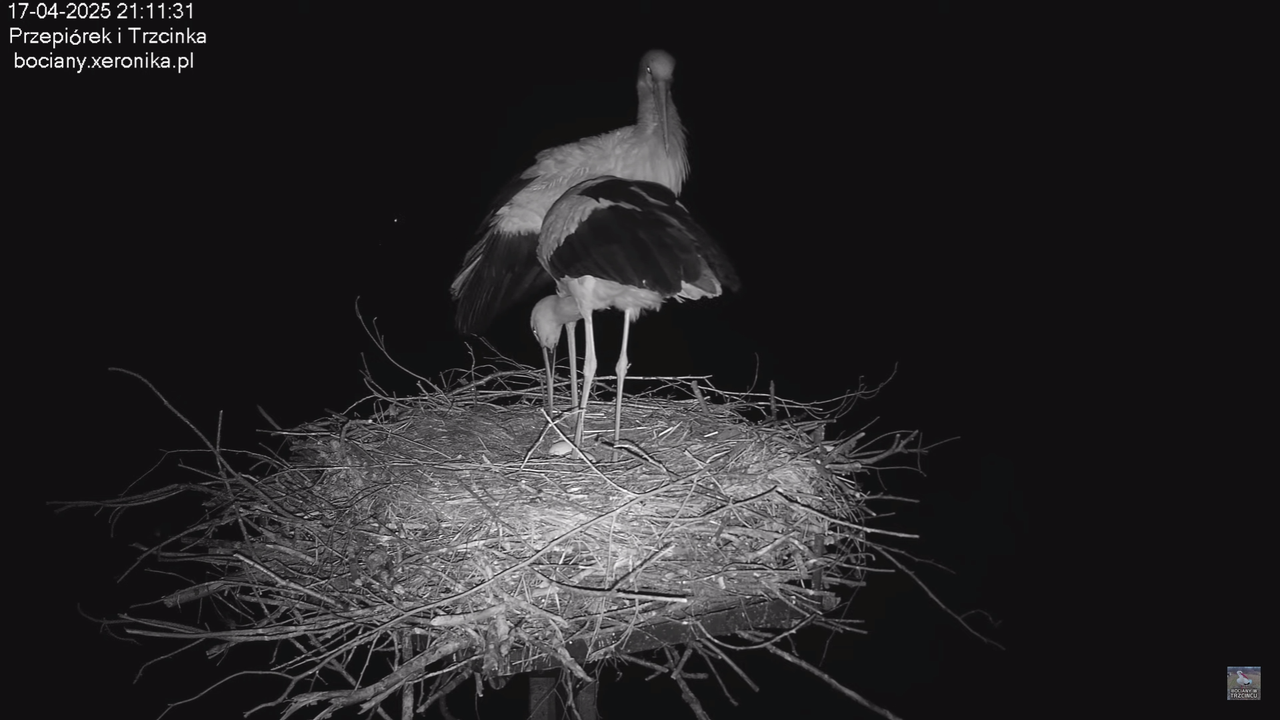 17042025bociany_1