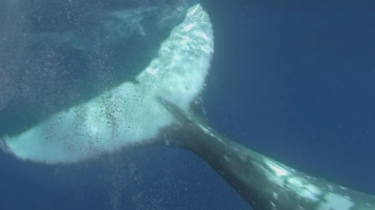 Dolphins and Whales 3D: Tribes of the Ocean Movie Screenshot