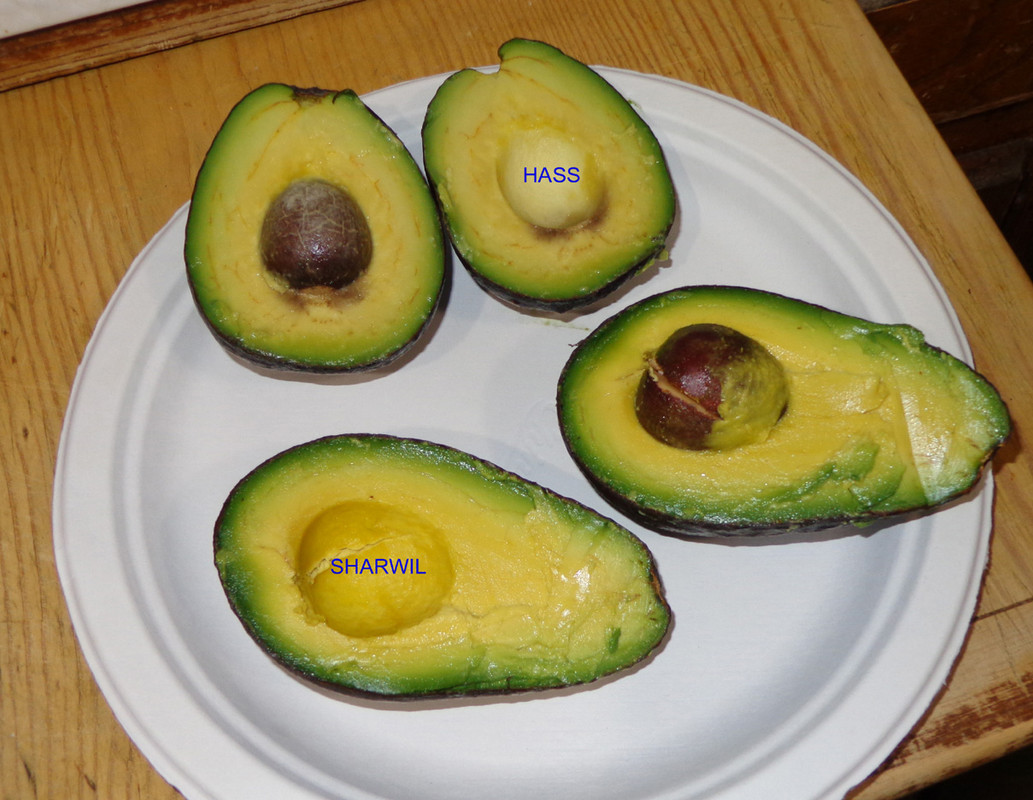 Brad-Combo1 (Hass-Sharwil)