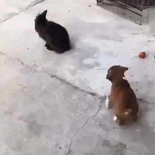 morning-gifdump-210-14.gif