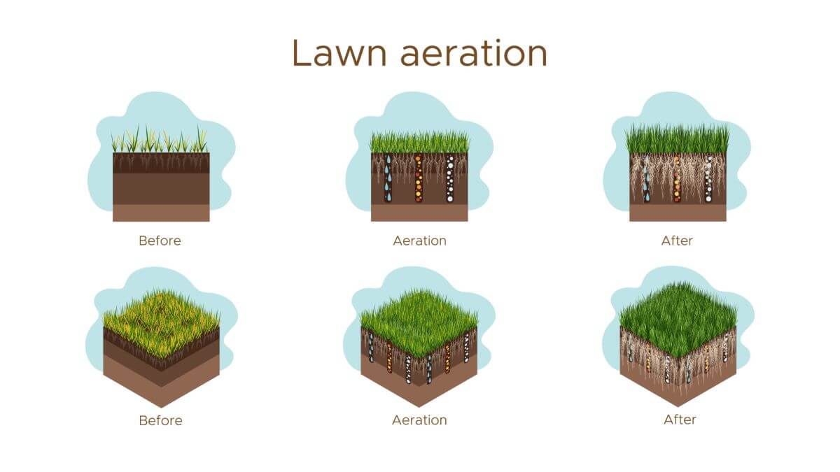 Lawn aeration before and after infographics