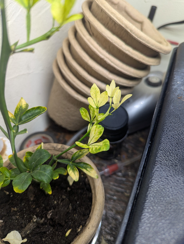 PXL_20250414_160116570 (1)