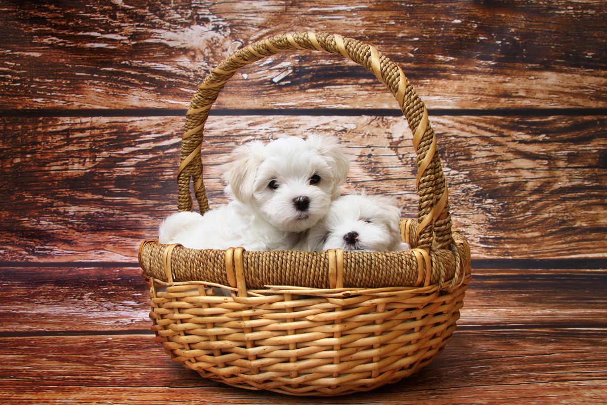 whitetinypuppiesinbasket.jpg