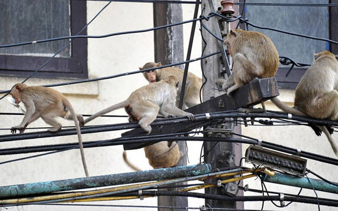 Monos roban a bebé y lo ahogan en un tanque de agua en la India