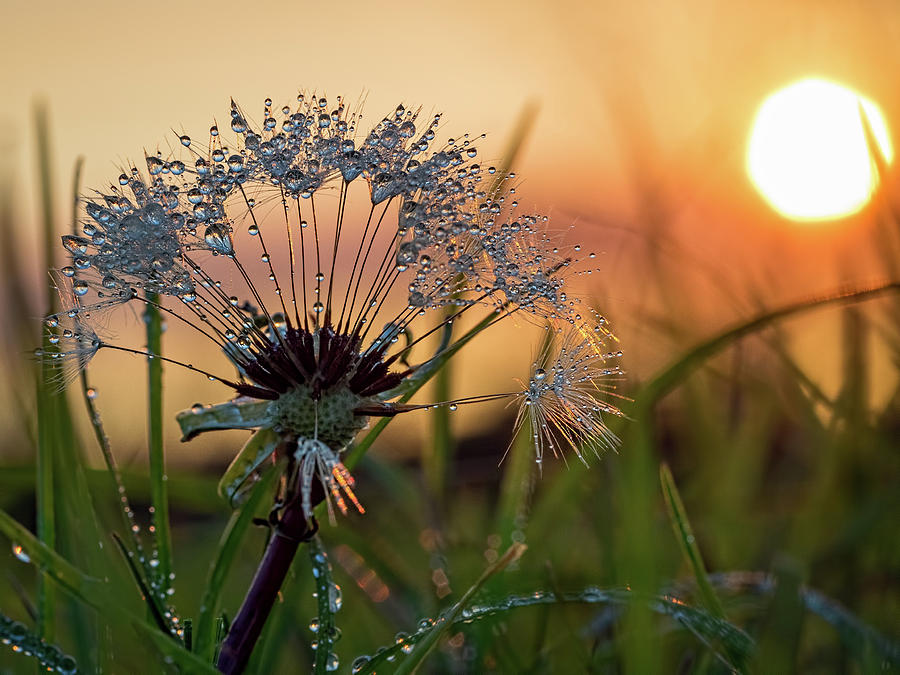 [Image: dandelion-sunset-2-brad-boland.jpg]