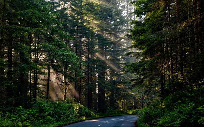 Certified forest, source: Belgium