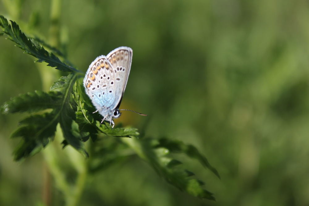 IMG_7688_новый размер