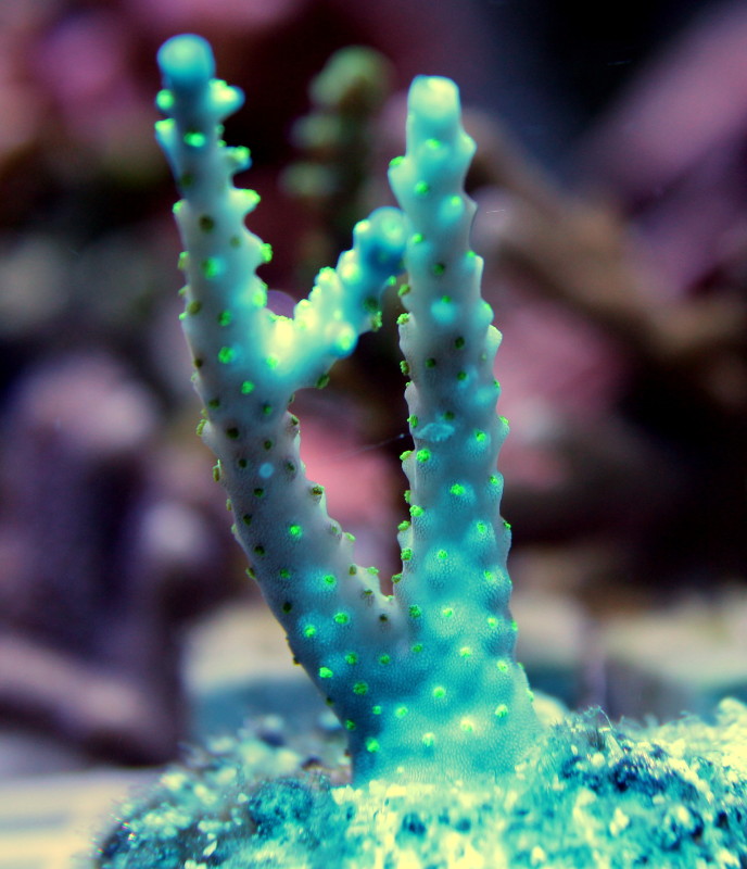 acropora2.jpg