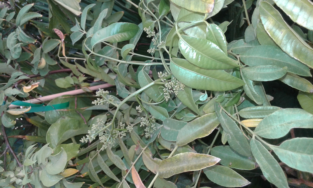 14331989838731268264311