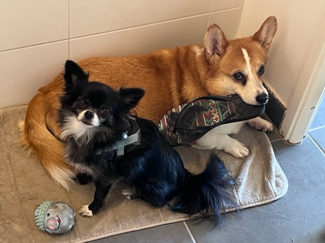 [Image: IMG-6454.jpg]