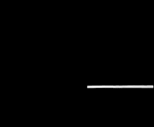 linea 03
