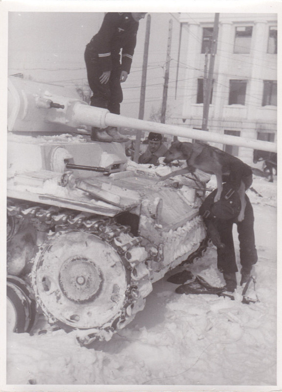 Panzer  Besatzung Schäferhund