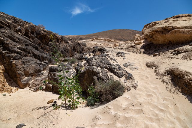 BARRANCO DE LOS ENCANTADOS Y MOLINOS DE VILLAVERDE - Fuerteventura (15)