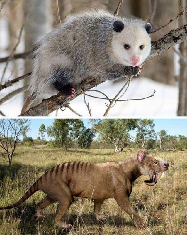 Animales-10