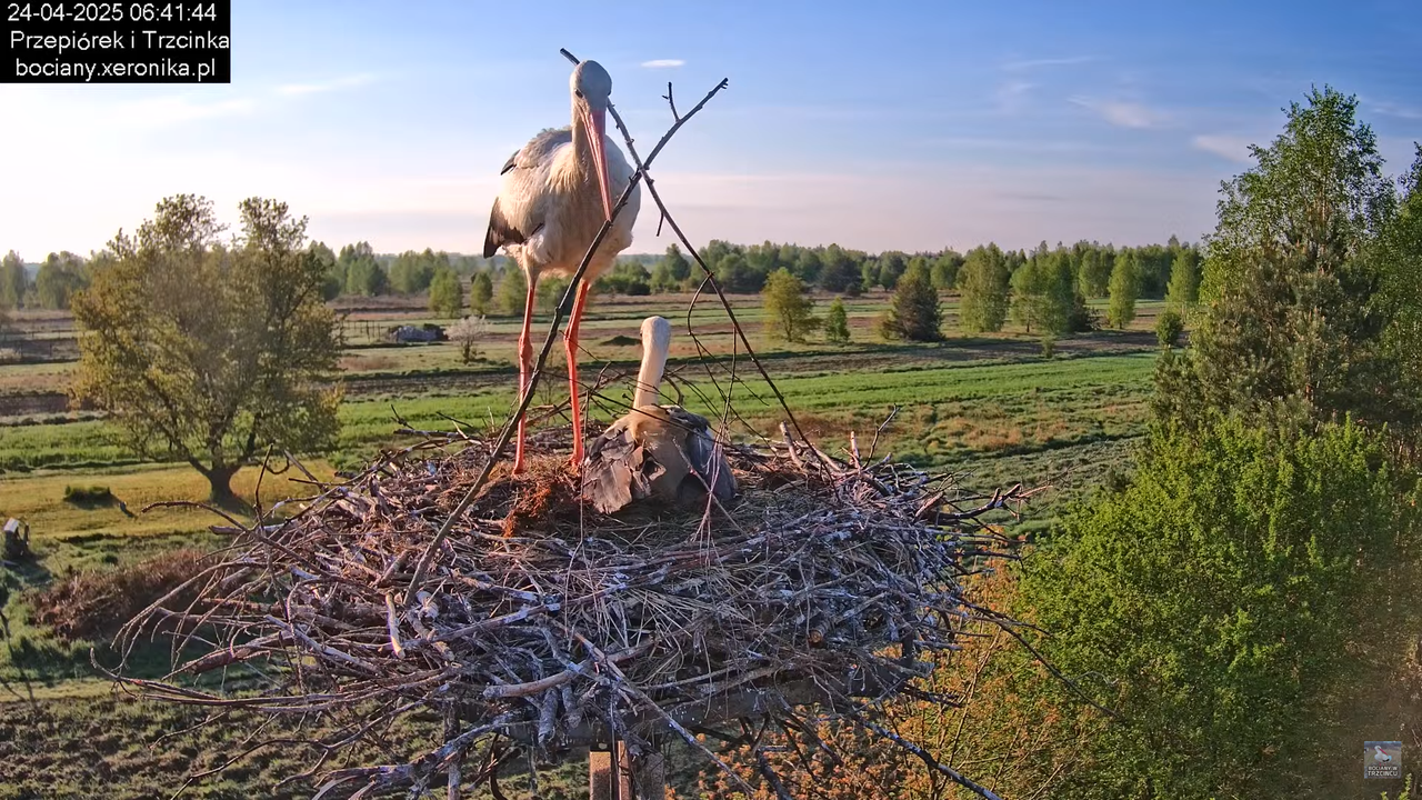 24042025bociany5