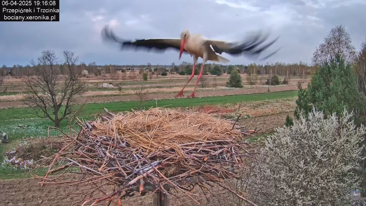 06042025bocianzostaje_1