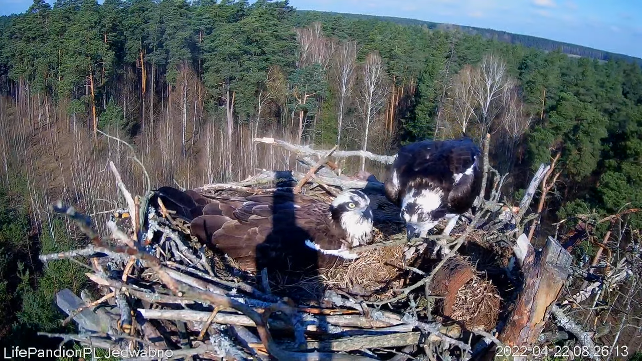 Rybołowy Online Puszcza Napiwodzko-Ramucka _ Ospreys Online in Napiwodzko-Ramucka Forest 9-35-23 scr
