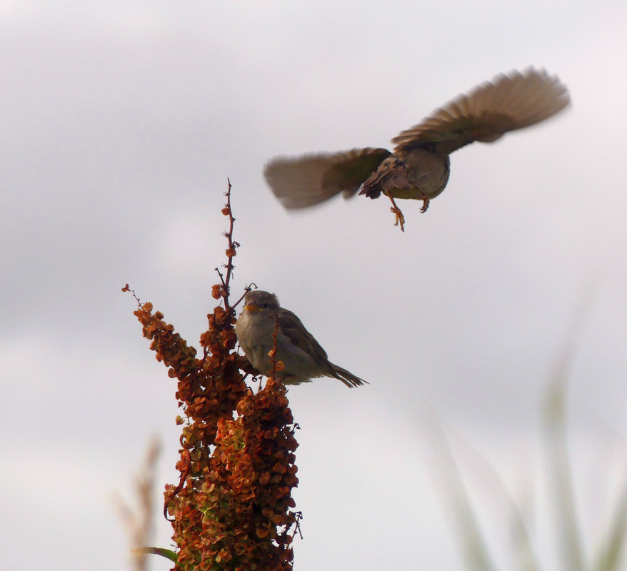 SPARROW 15 220724