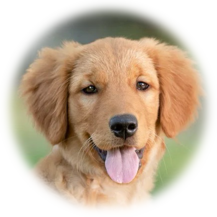 golden retriever puppy