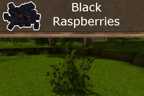 BlackRaspberry
