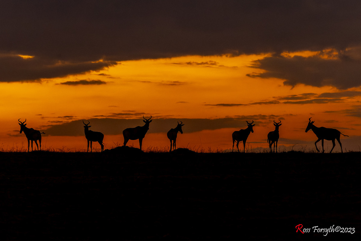 _5RF8315-CR3_DxO_DeepPRIME