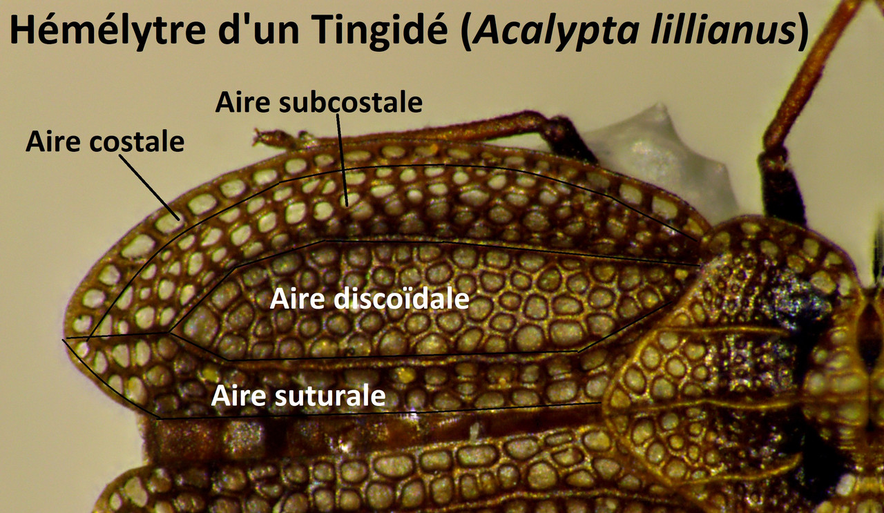 Aile-ant-rieure-Tingide