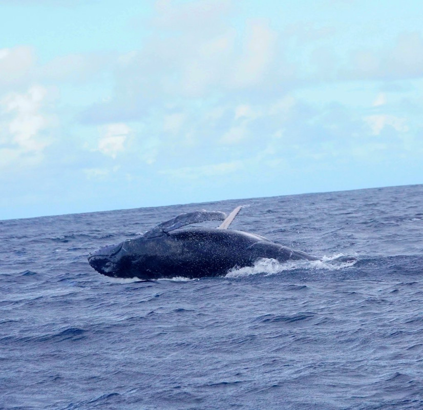 AVISTAMIENTO Y NADO CON DELFINES-CRYSTAL ROCK-BENITIERS ISLAND - Isla Mauricio: por y para el placer (10)