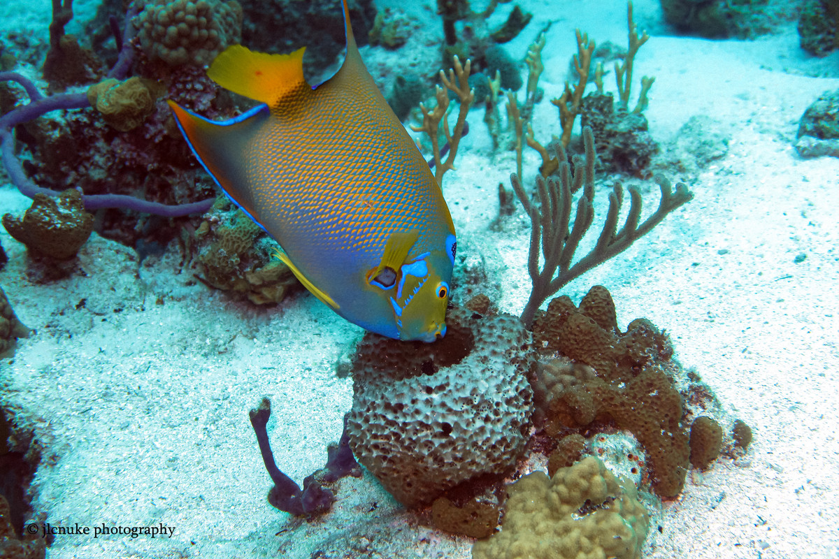 Queen Angelfish Bahamas 11-2020