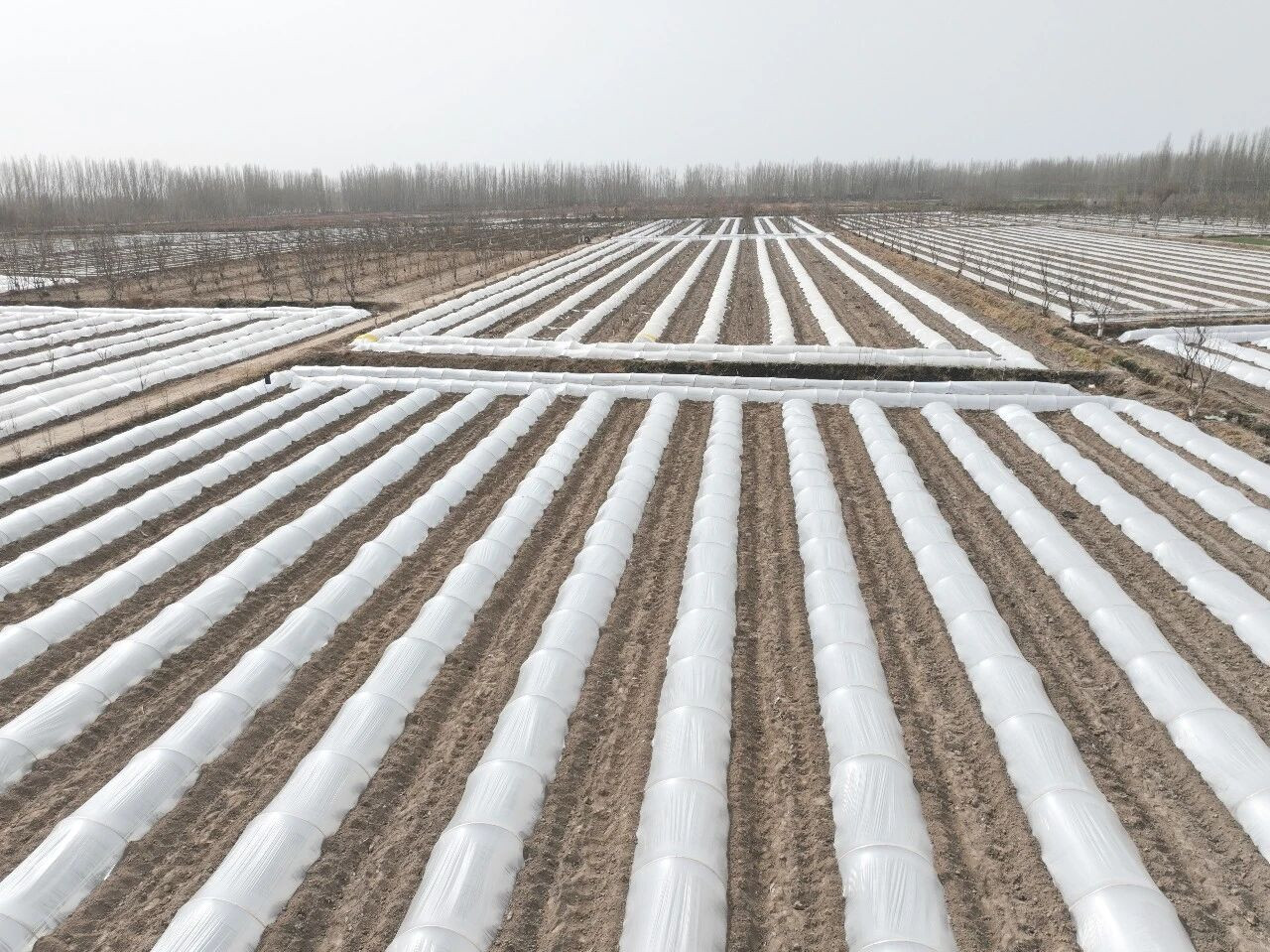 Площадь выращивания зелёной качественной сельскохозяйственной продукции в округе Кашгар Синьцзяна превысила 340 тыс. гектаров.