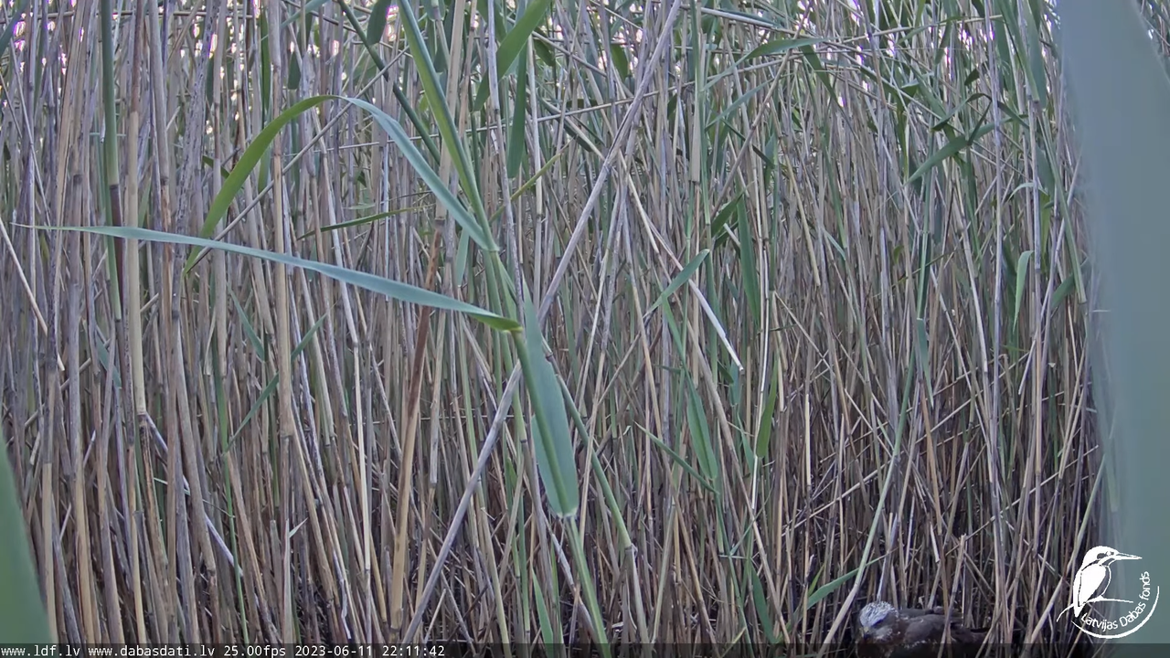 Lielais dumpis (Botaurus stellaris) Engurē - LDF tiešraide 10-57-42 screenshot