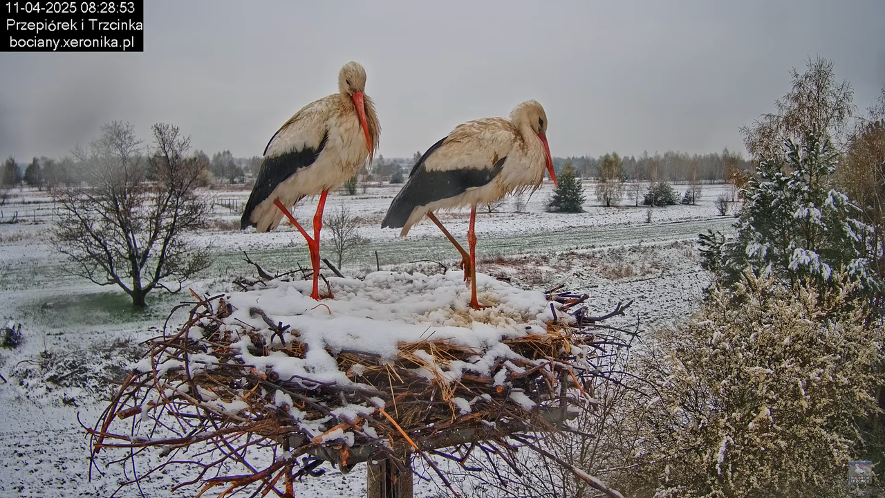 11042025bociany3
